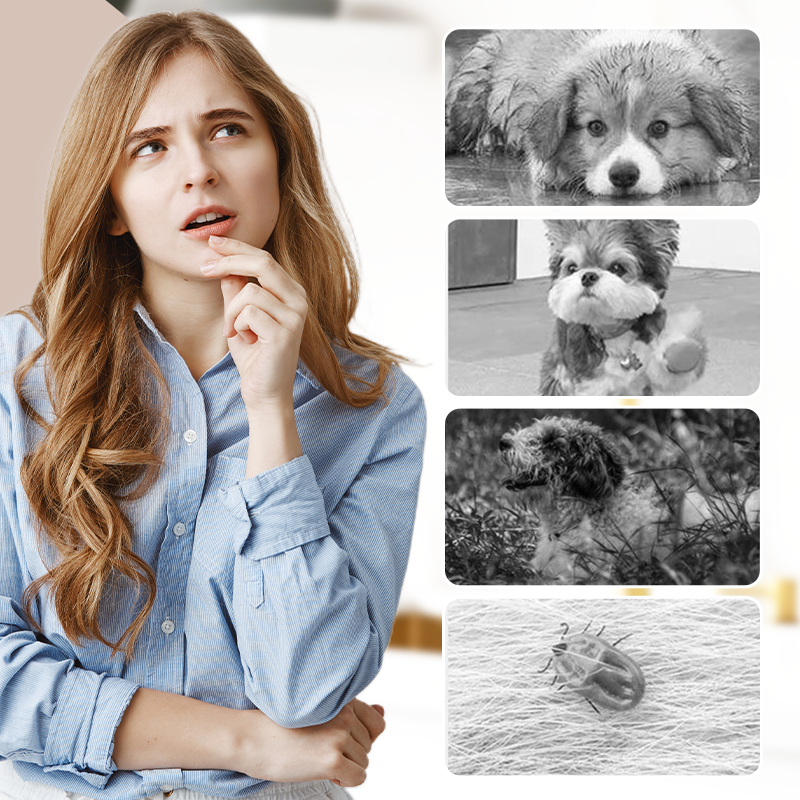 🛡️ Outdoor Dust-Proof Dog Pants – Keep Paws Clean & Fur Tangle-Free | Breathable for Hiking/Walking 🐶