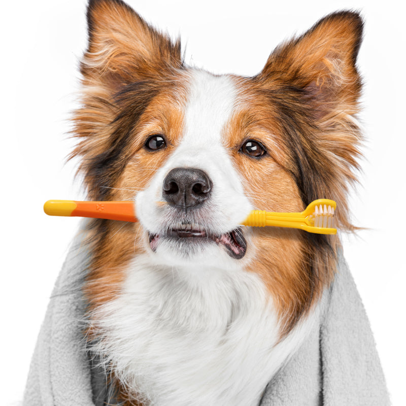 3-Sided Pet Soft Bristle Toothbrush